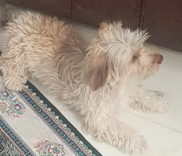 سگ شیتزو|سگ|نیشابور, ۲۲ بهمن|دیوار