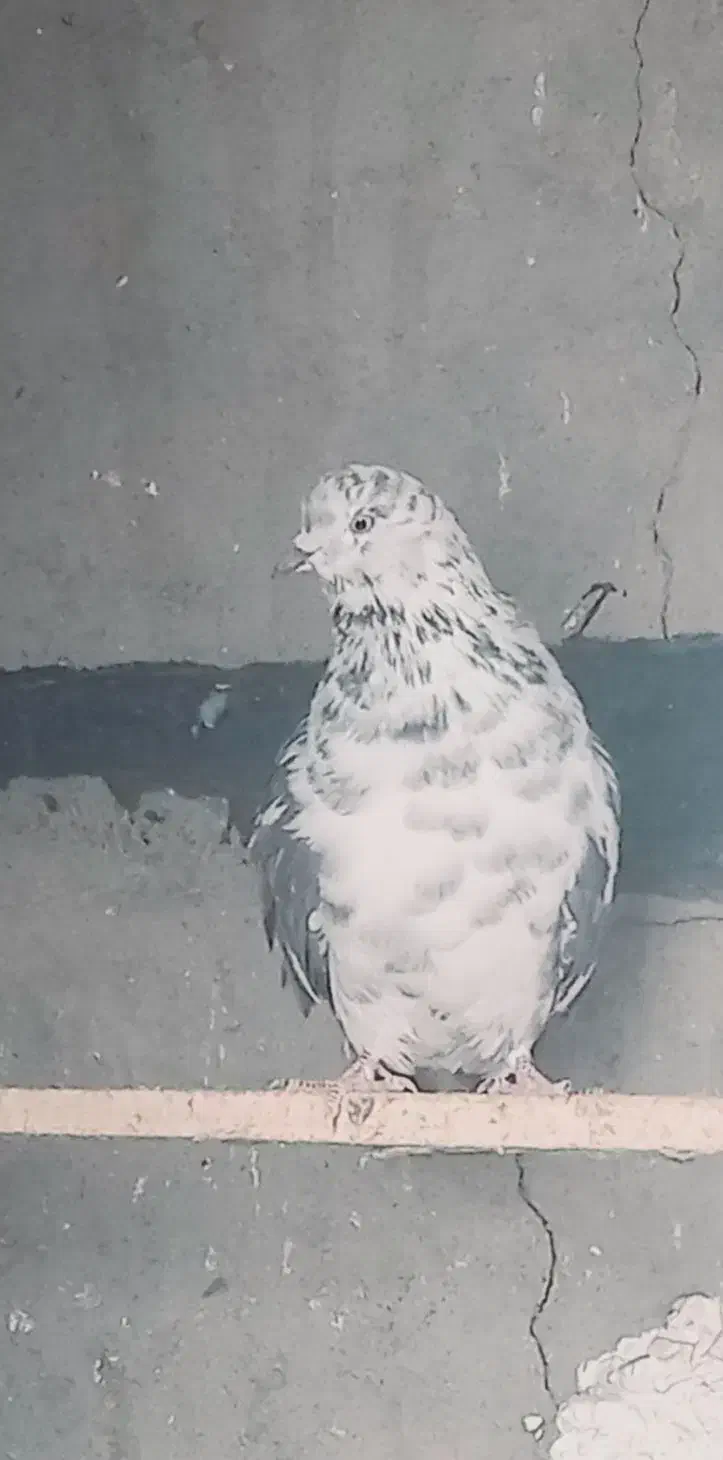 دو عدد ماده|پرنده|سیرجان, |دیوار