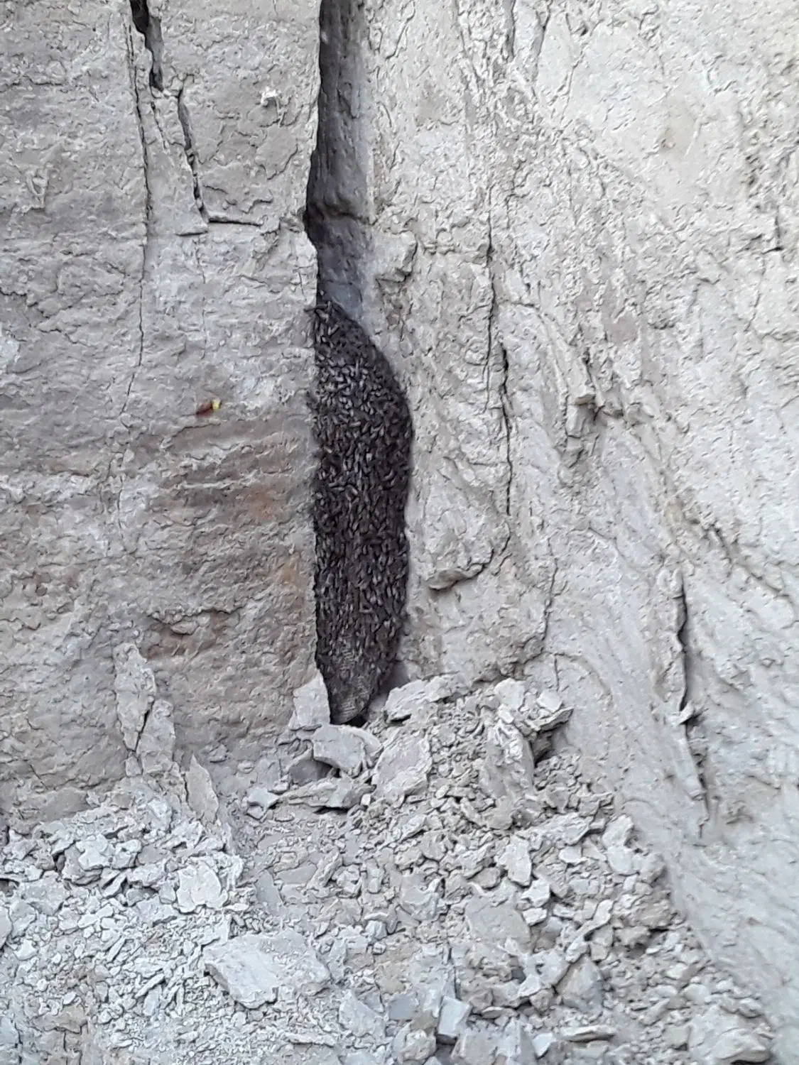 عسل طبیعی|خوردنی و آشامیدنی|دره شهر, |دیوار