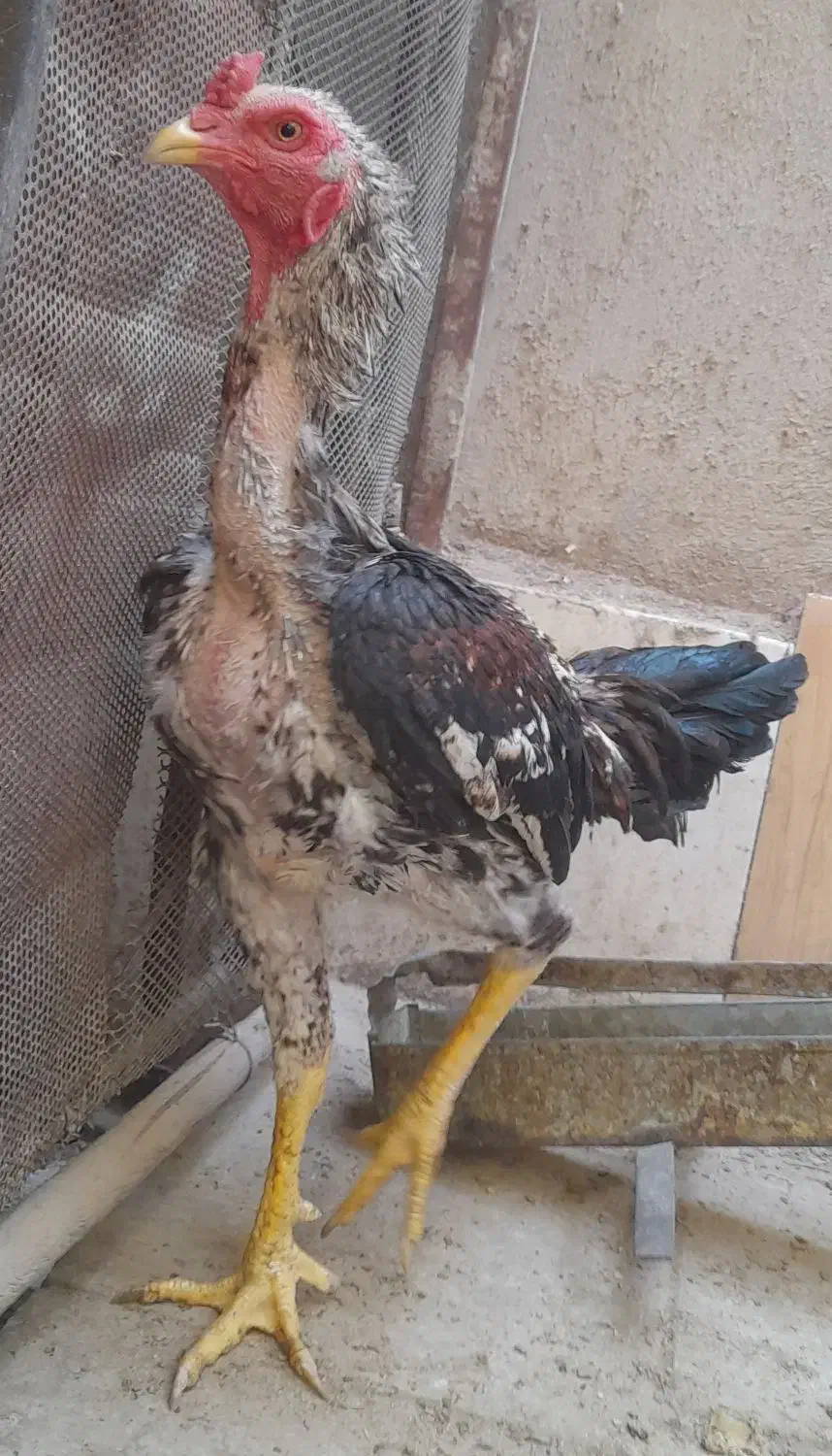 مرغ و خروس لاری|حیوانات مزرعه|مهریز, |دیوار