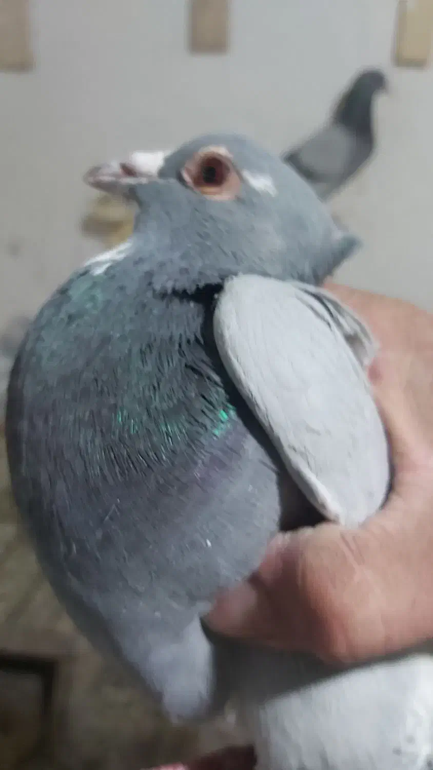 سبز پلنگ ‌، دم سفید|پرنده|زرند, |دیوار