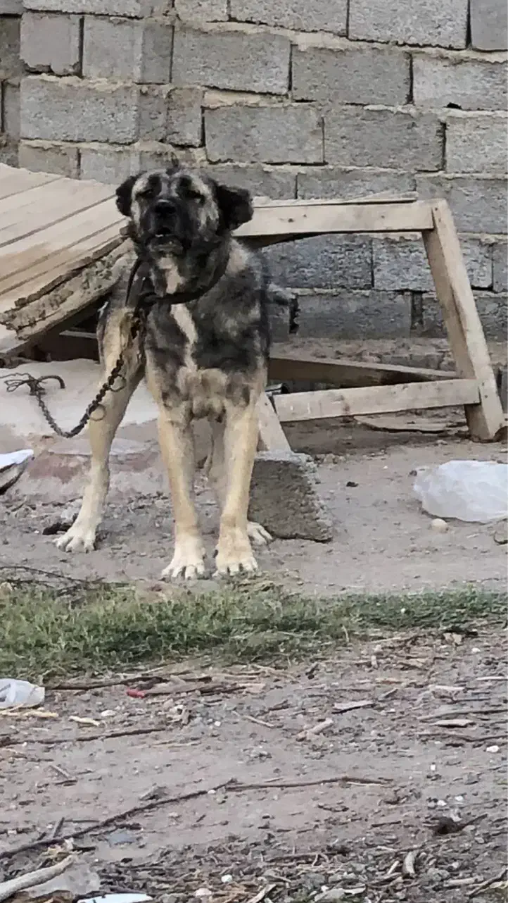 سگ سرابی|سگ|باسمنج, |دیوار