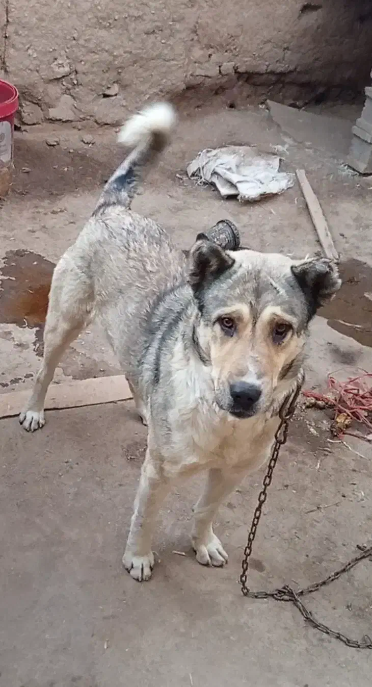 سگ پژدرو سراب قاطی. نگهبانی|سگ|بوکان, |دیوار