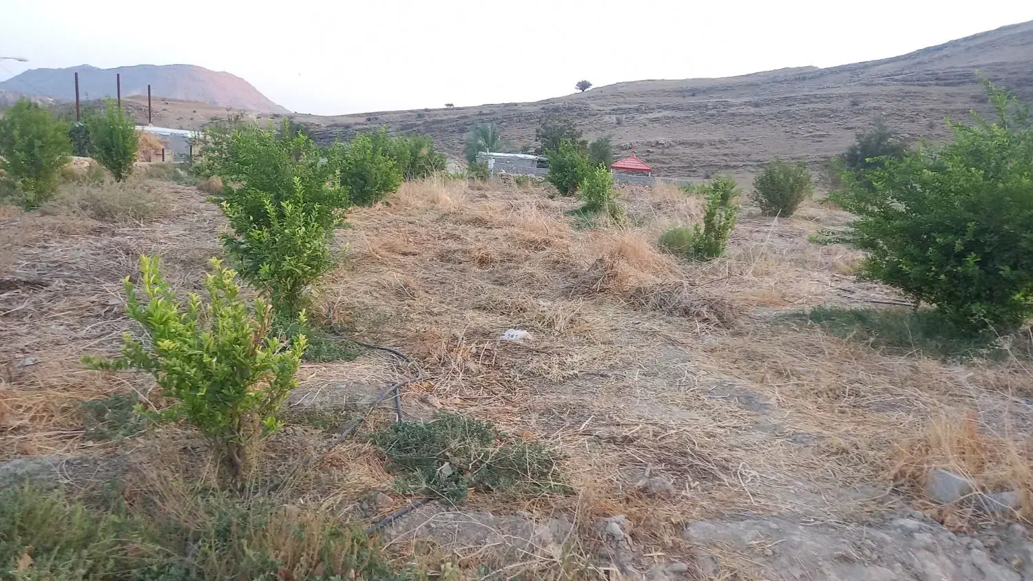 فروش باغ کشاورزی متری یک میلیون تومان. سرپری|فروش زمین و ملک کلنگی|دهدشت, |دیوار