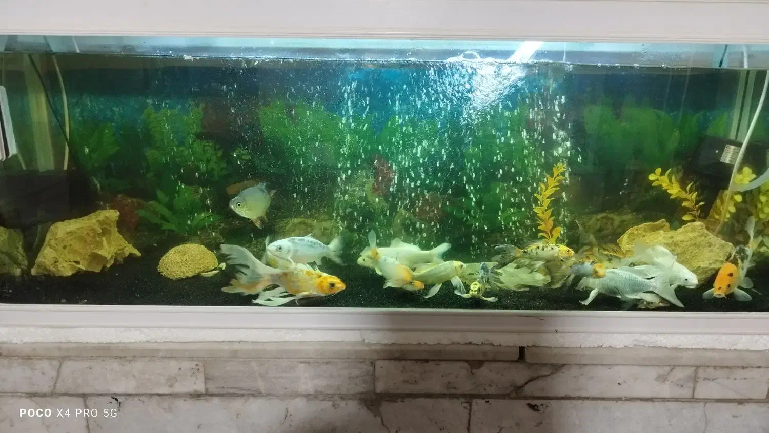 فروش ماهی کوی|ماهی|کرمان, |دیوار