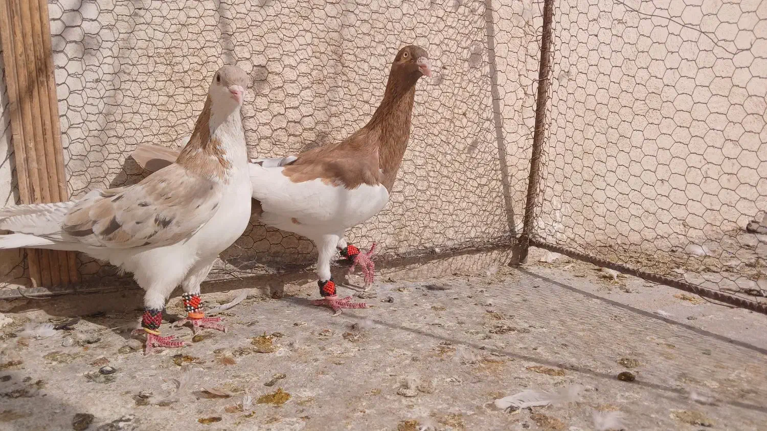 کفتر پرشی|پرنده|نیشابور, مبارکه|دیوار