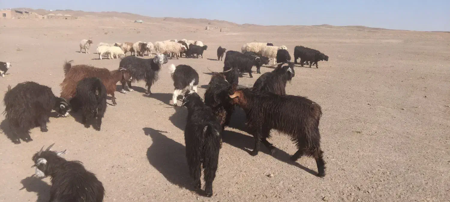 بره و بزغاله چاق سبک|حیوانات مزرعه|قائن, |دیوار