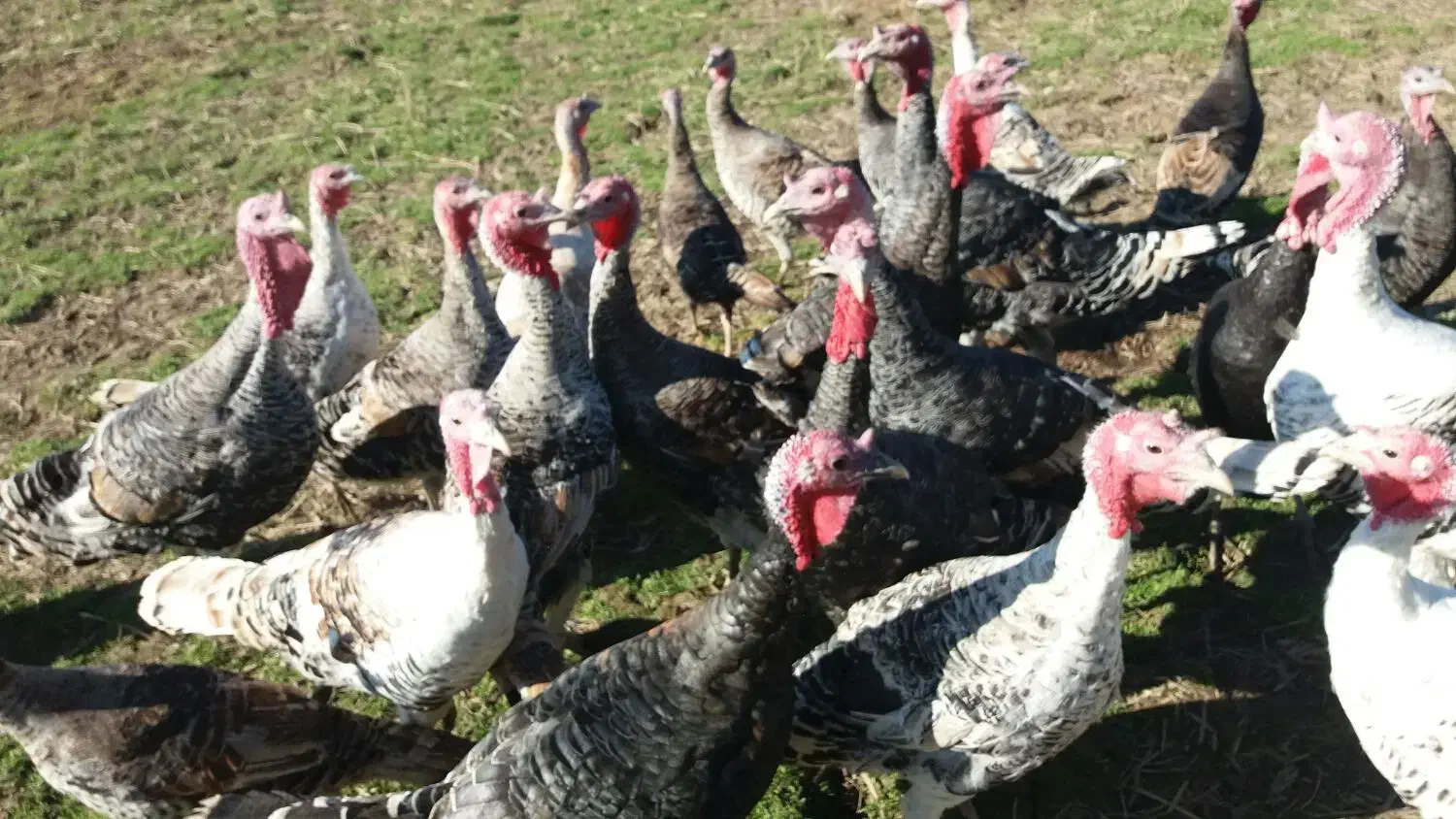 بوقلمون و اردک|حیوانات مزرعه|پره‌سر, |دیوار