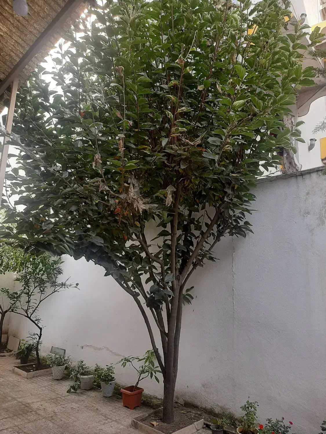 درخت خرمالو|گل و گیاه طبیعی|رشت, پاستوریزه|دیوار