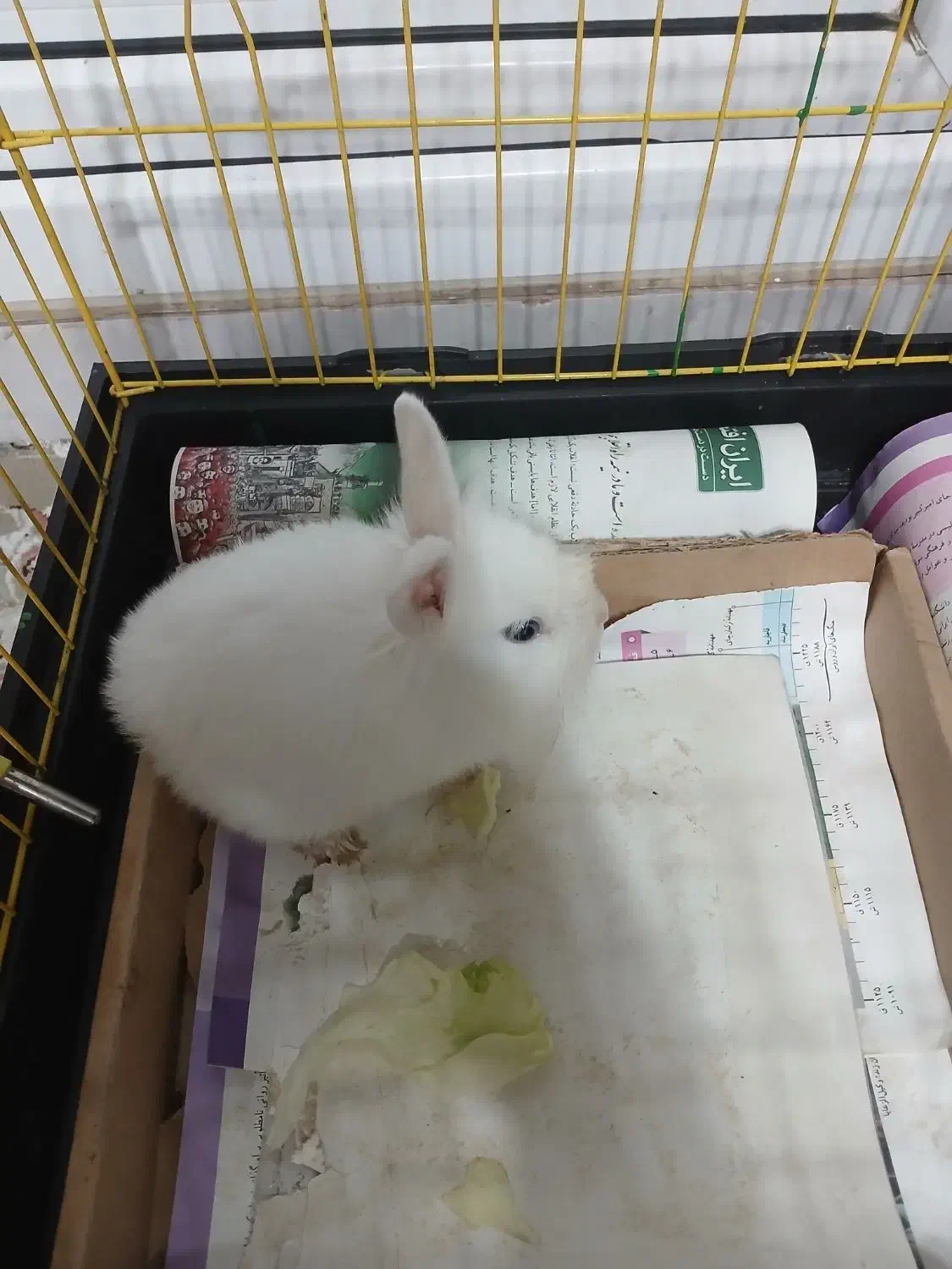 خرگوش سفید برفی|موش و خرگوش|اردبیل, |دیوار