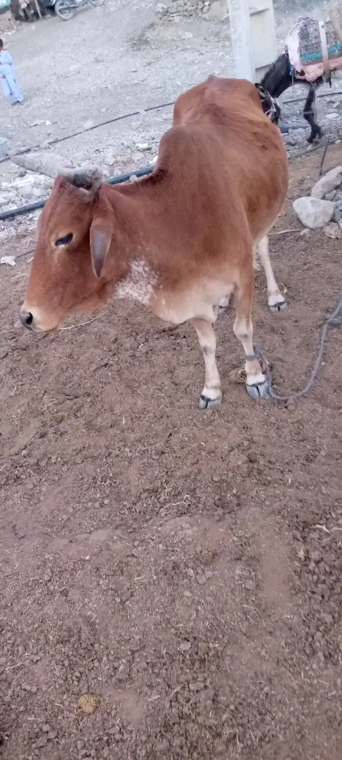 گاو سالم سرخال|حیوانات مزرعه|مهرستان, |دیوار