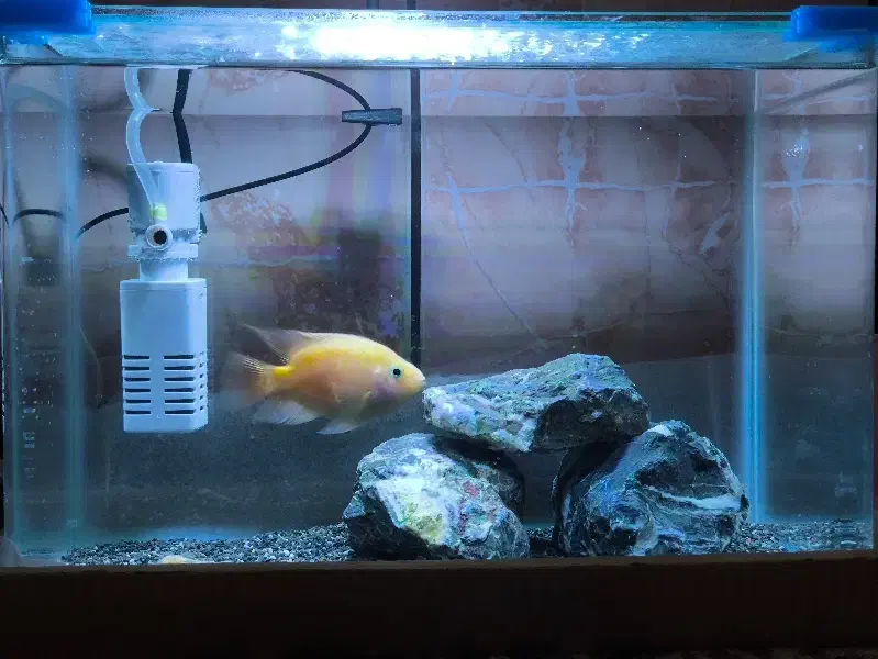 پرت پوزه میمونی|ماهی|خرم‌آباد, |دیوار