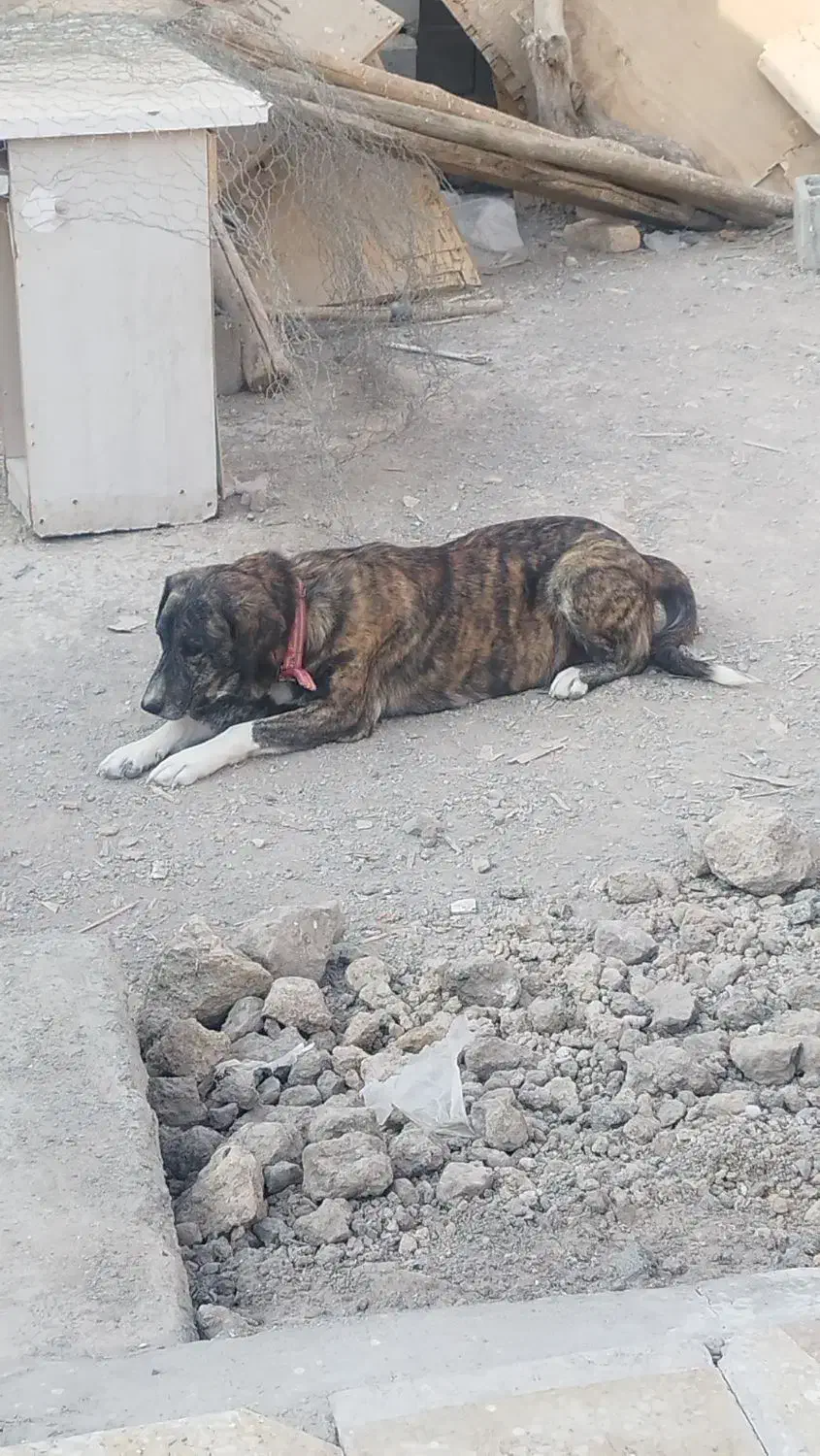 سگ لاس شکم طلا|سگ|اصفهان, منتظرالمهدی|دیوار