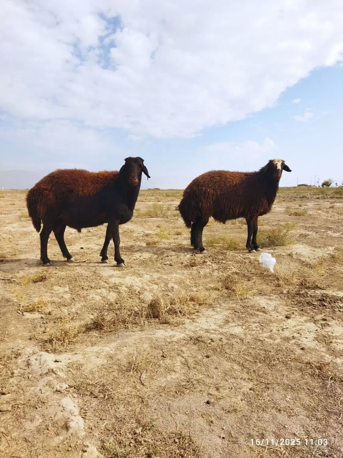 قوچ هترو افشاری|حیوانات مزرعه|فیروزه, |دیوار