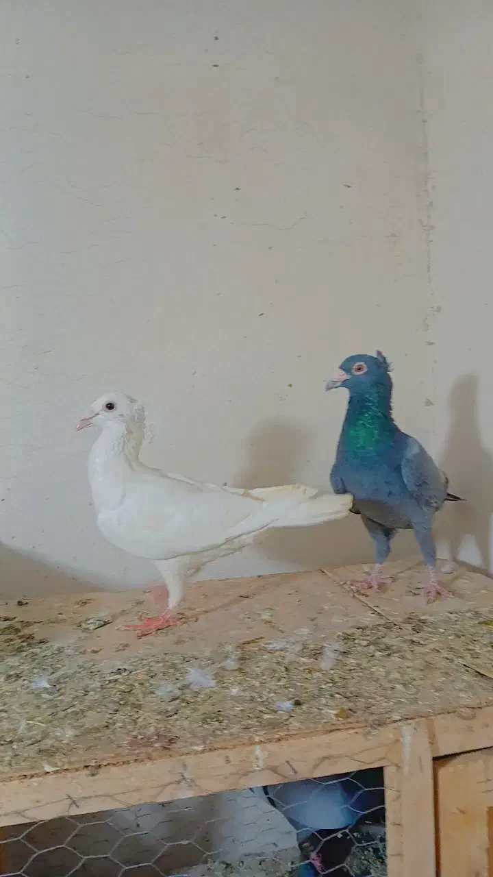 کبوتر رنگی و سار نر و ماده|پرنده|چناران, |دیوار