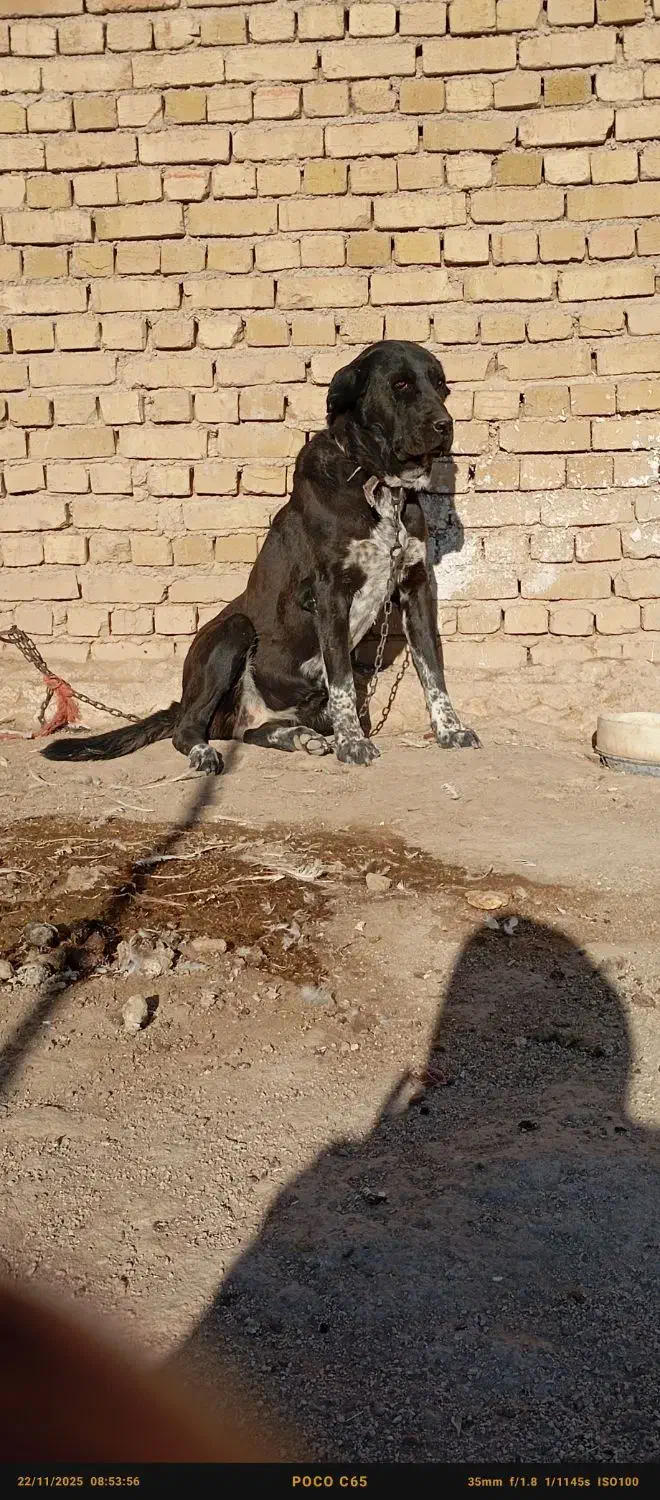 واگذاری سگ ماده|سگ|کبودرآهنگ, |دیوار