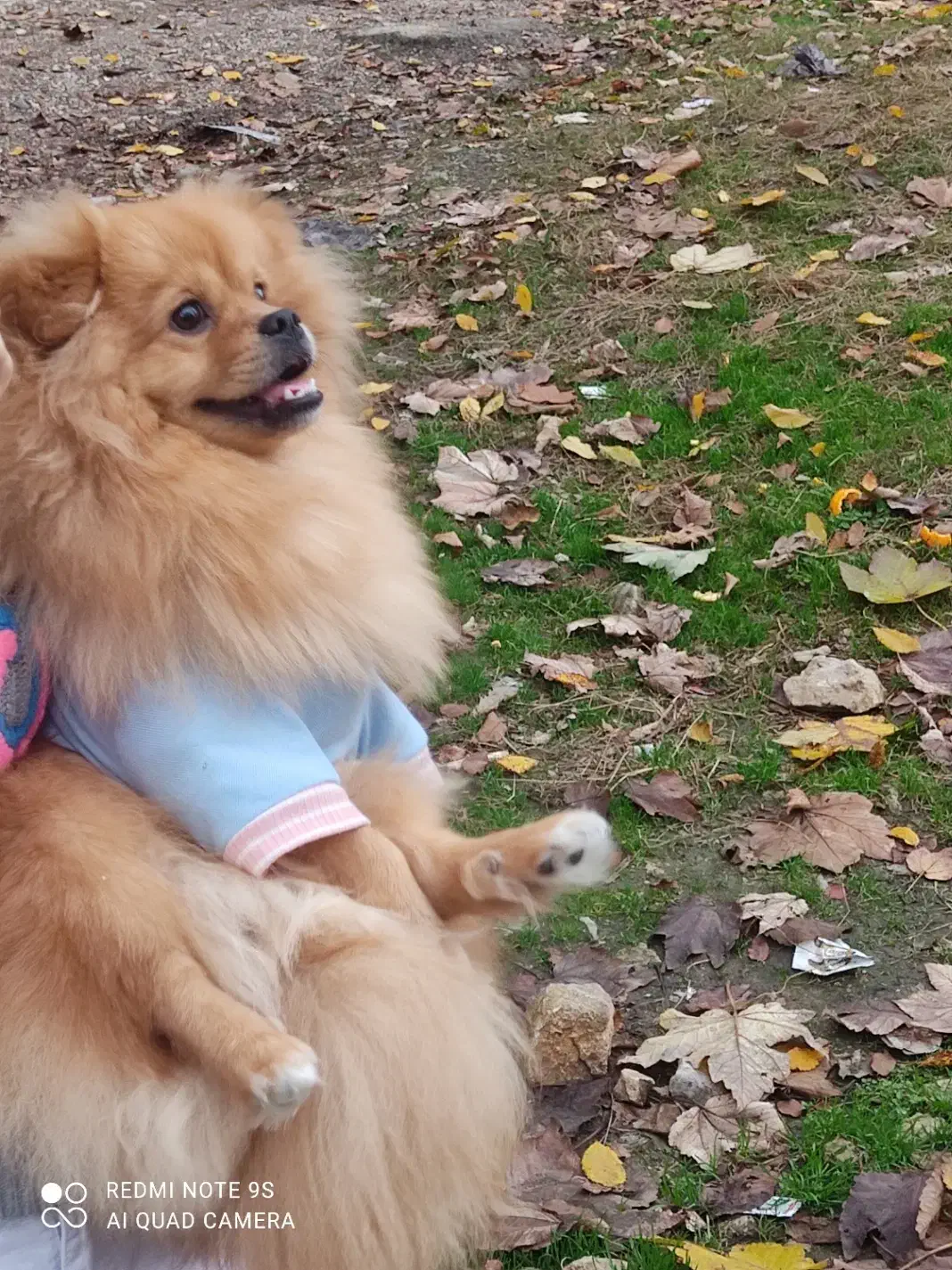 سگ پامرین آپارتمانی|سگ|سلمان‌شهر, |دیوار