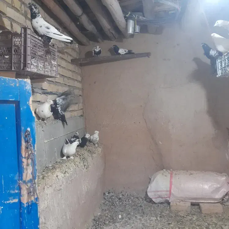 کفتر|پرنده|چنگ الماسی, |دیوار