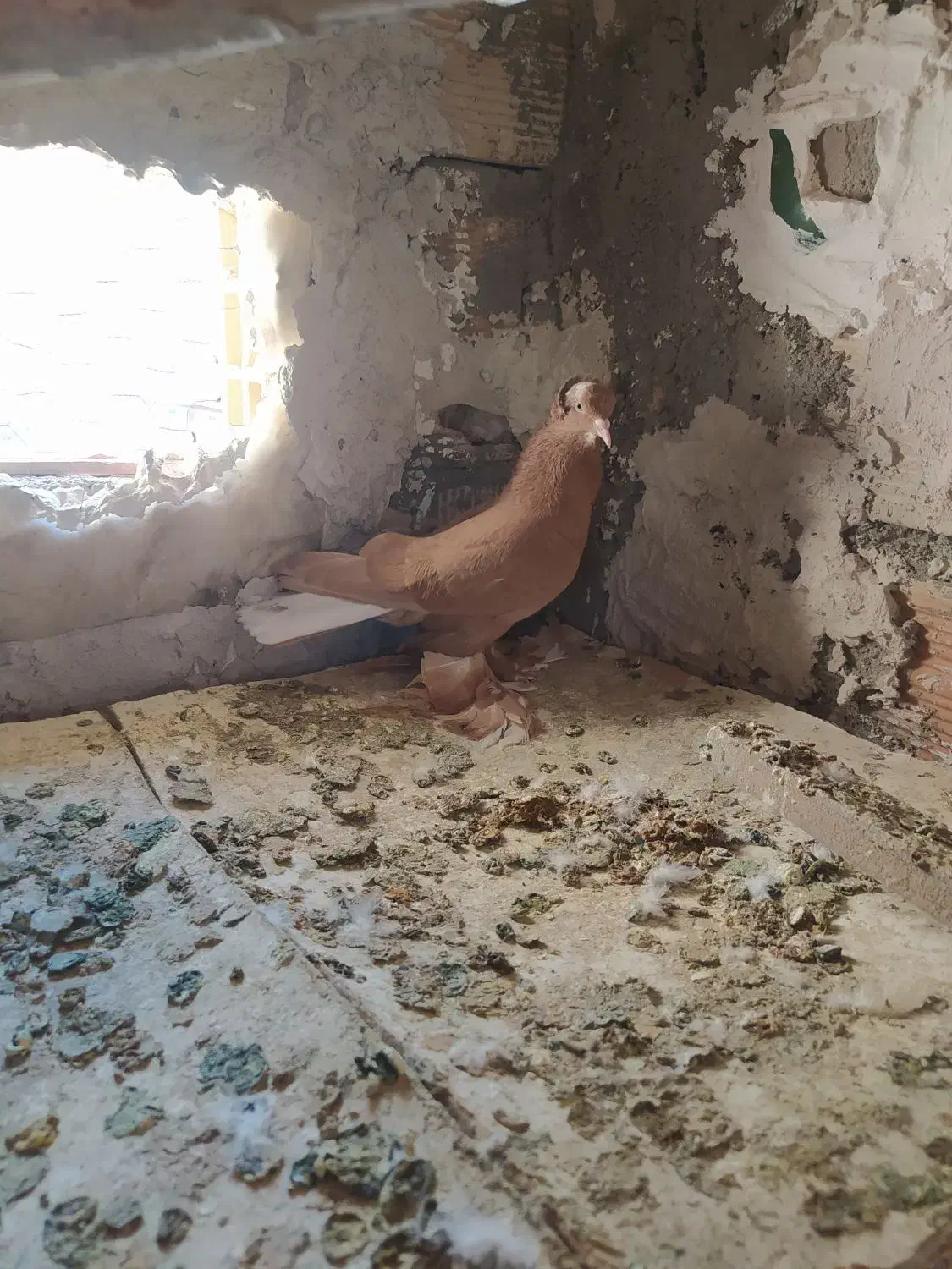 کبوتر|پرنده|تبریز, |دیوار