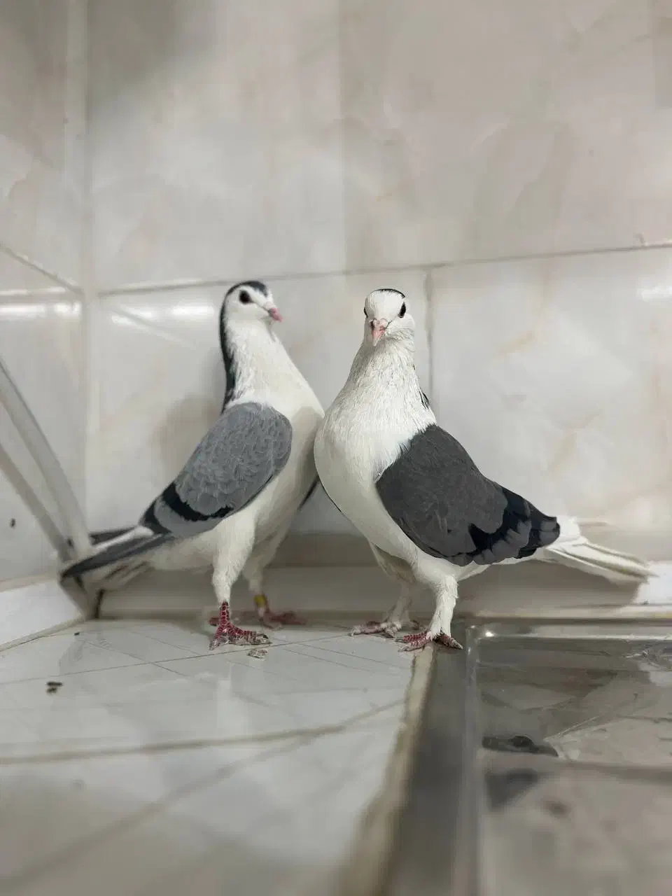 کفتر دمگیر|پرنده|خمینی‌شهر, |دیوار