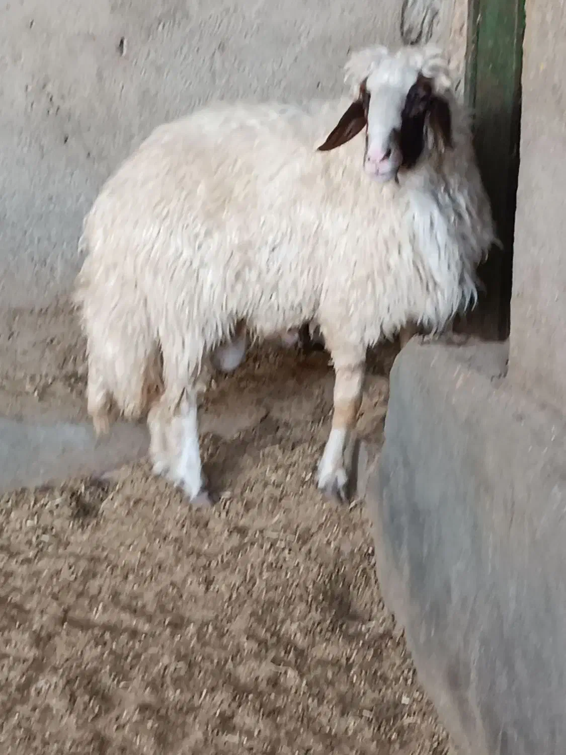 قوچ سنجابی|حیوانات مزرعه|خرم‌آباد, |دیوار