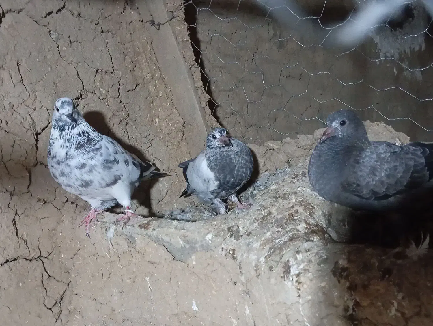 کفتر فروشی|پرنده|مینودشت, |دیوار