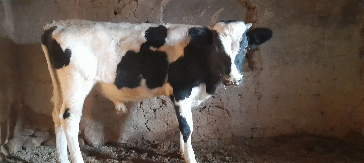 گوساله نر|حیوانات مزرعه|مود, |دیوار