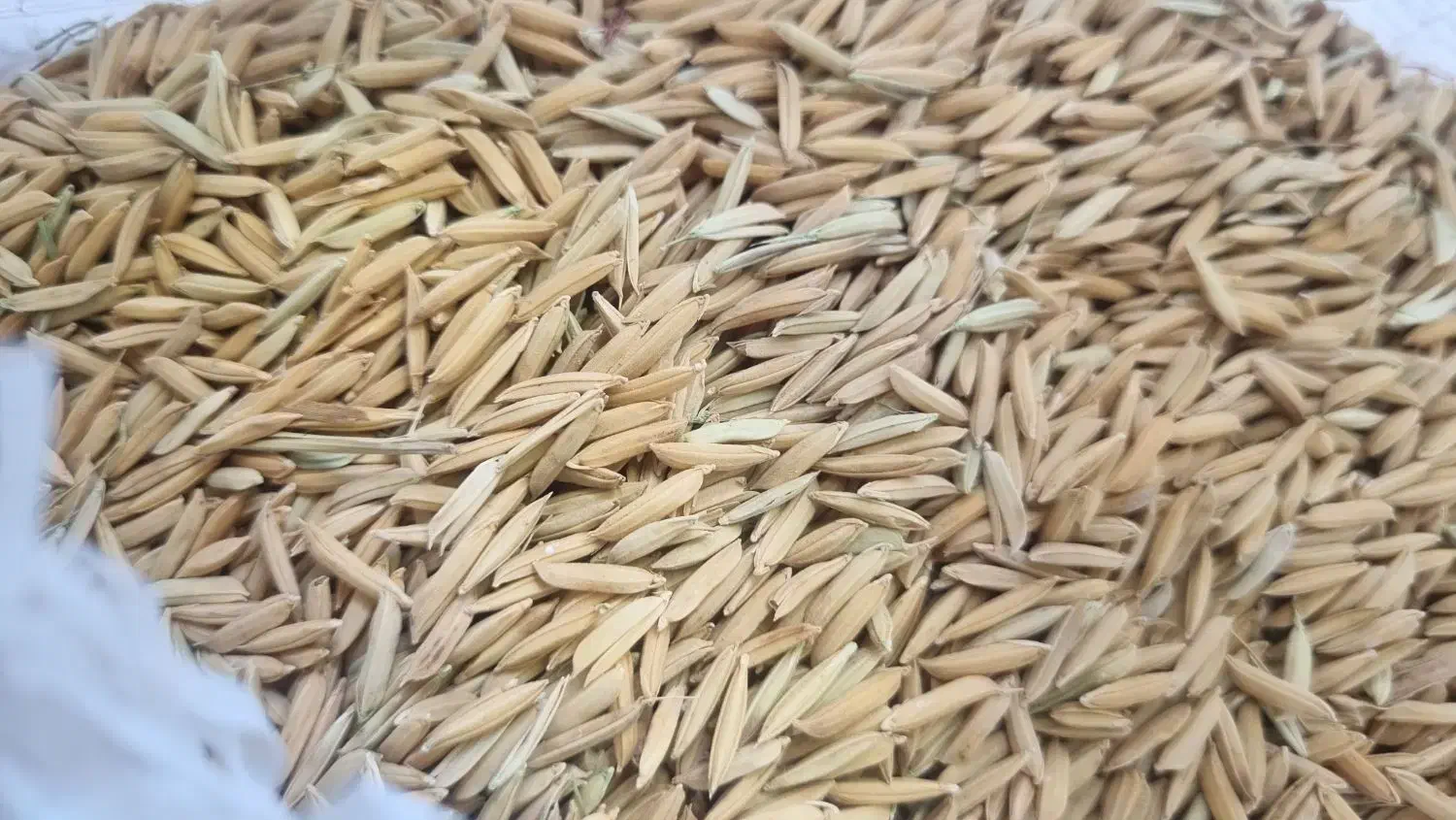 برنج|خوردنی و آشامیدنی|دهدشت, |دیوار