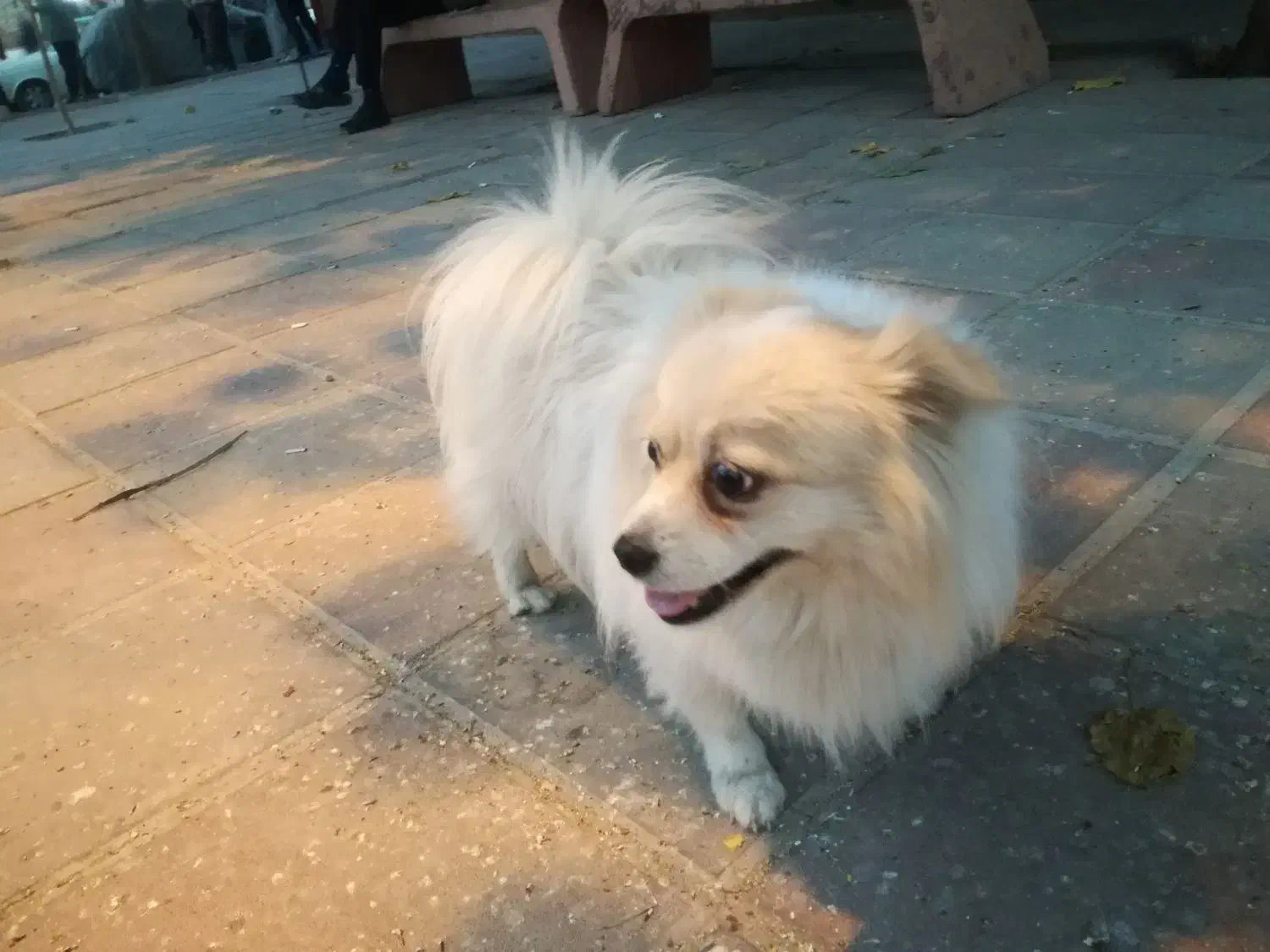 سگ آپارتمان|سگ|پاکدشت, پاکدشت (مامازند)|دیوار