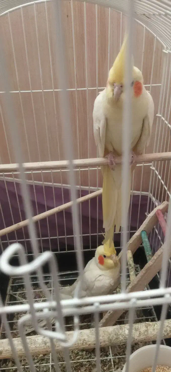 عروس هلندی لوتینو - جفت|پرنده|سبزوار, گلشن|دیوار