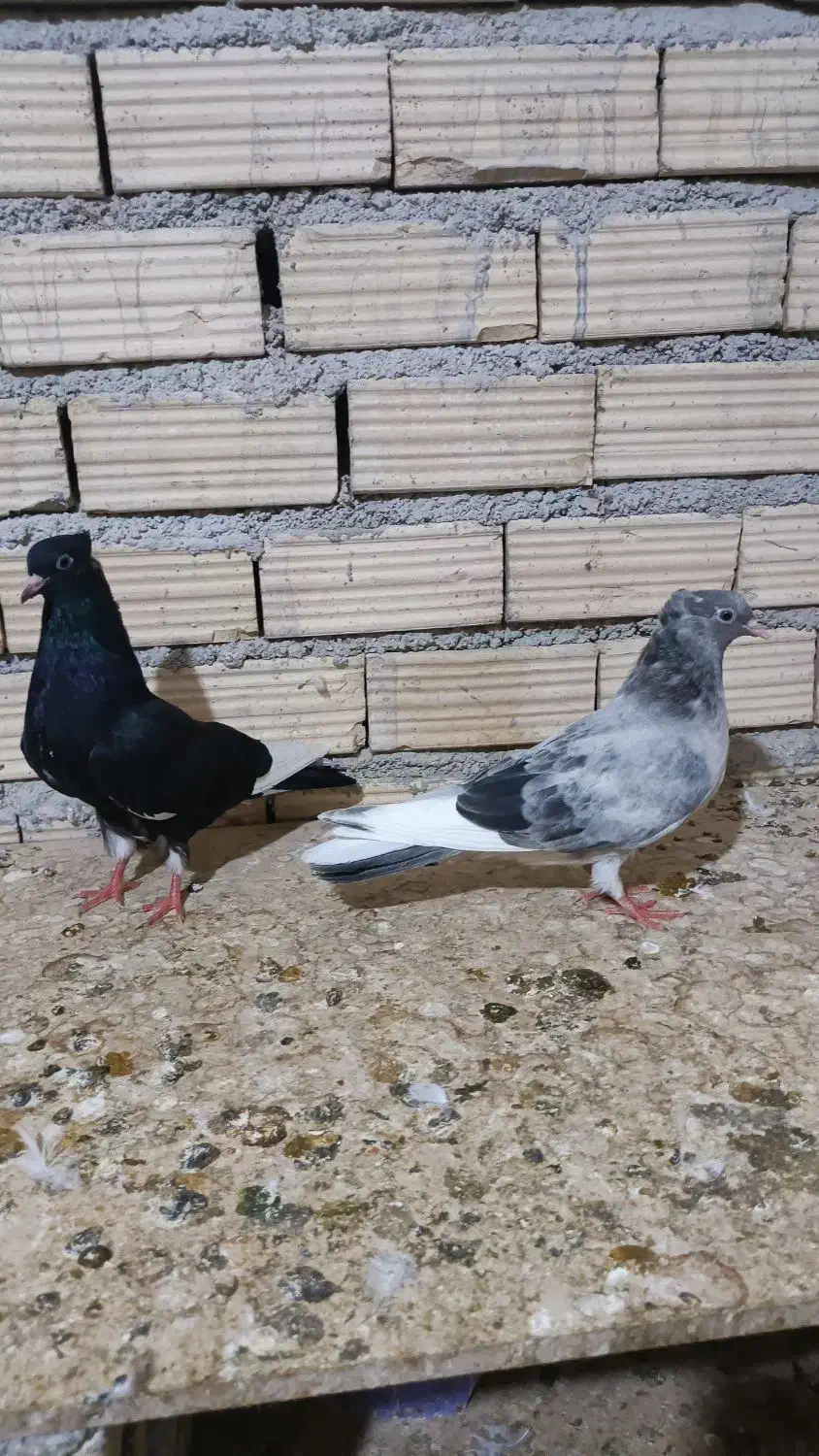 کبوتر|پرنده|بندر ماهشهر, |دیوار