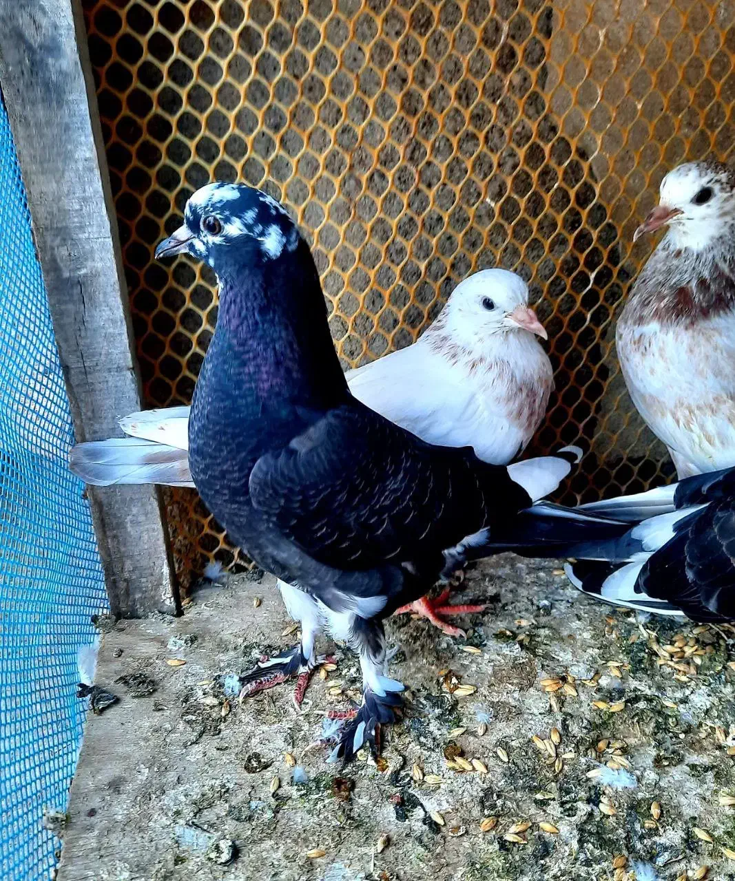 کبوتر گمشده|پرنده|نمین, |دیوار