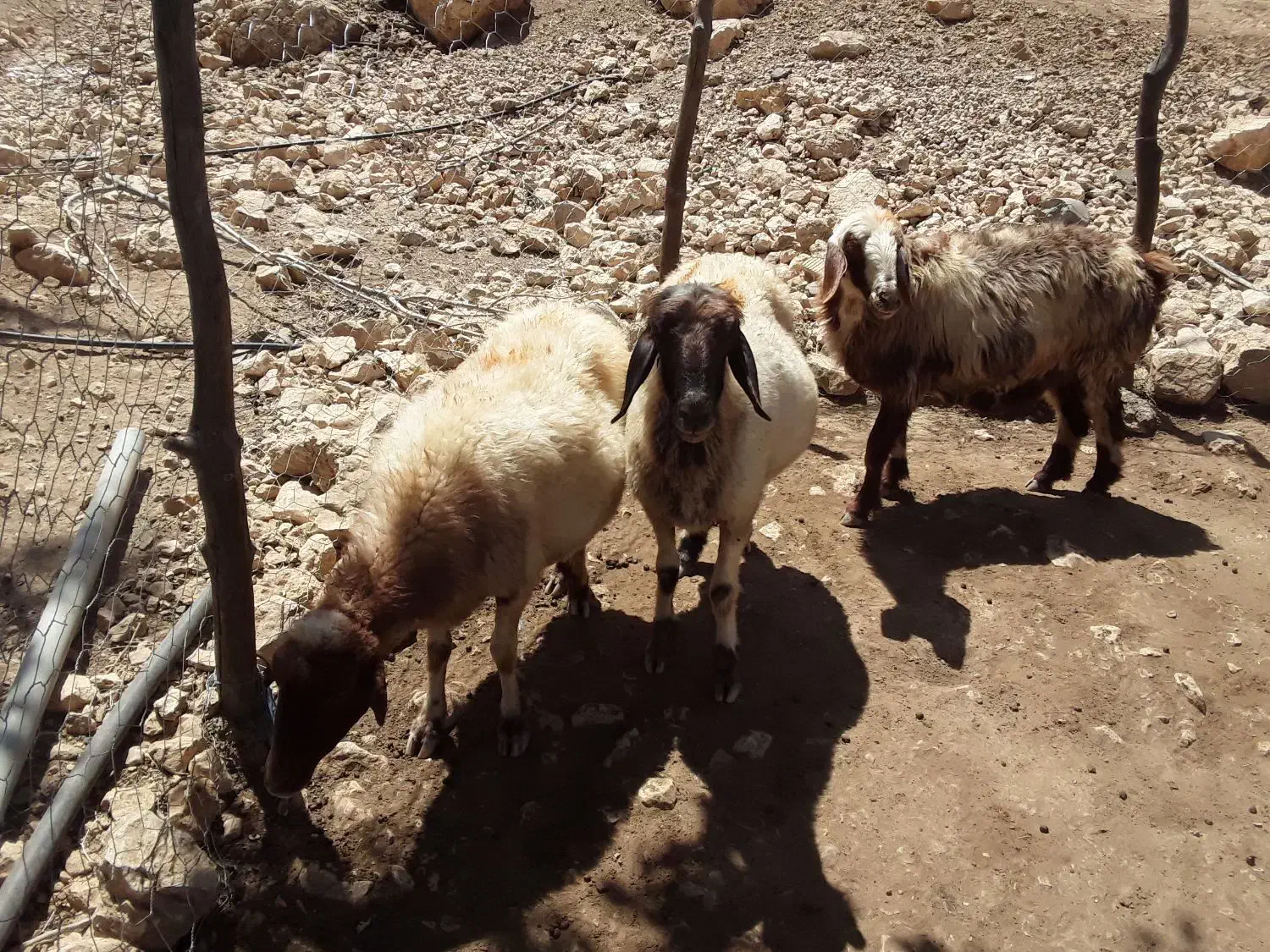 دو عدد میش به فروش میرسد ۳۰ میلیون تومان|حیوانات مزرعه|رودشت (چهارمحال و بختیاری), |دیوار