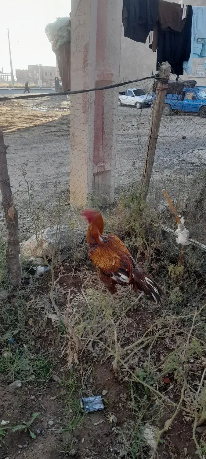 خروس لاری|حیوانات مزرعه|مریوان, |دیوار