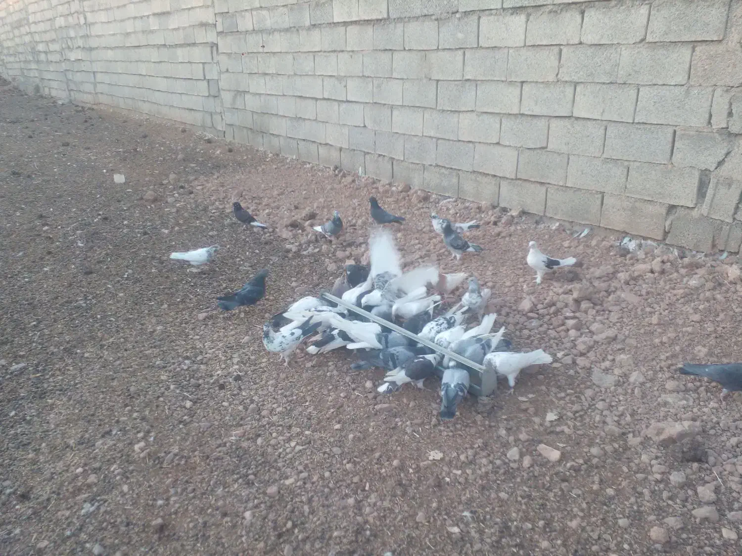 فروش فوری ۸۰عدد کبوتر ناب وپرشی|پرنده|کوهدشت, |دیوار