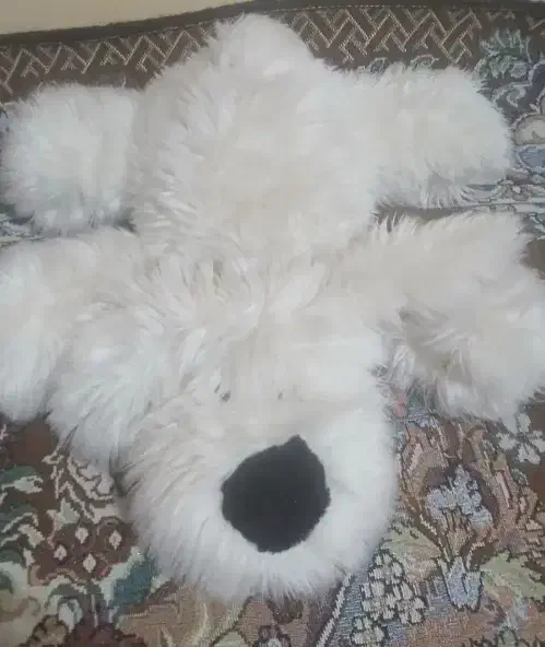 عروسک|اسباب‌بازی بچه|دوگنبدان, |دیوار