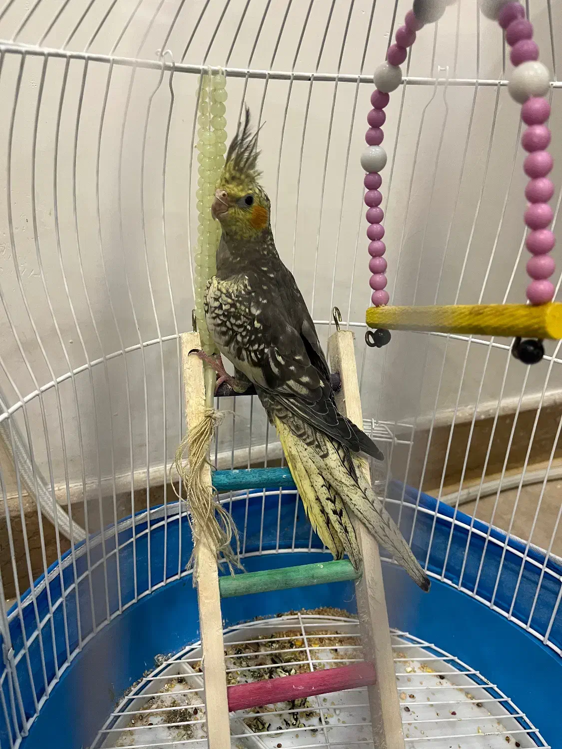 عروس هلندی نر|پرنده|کوچصفهان, |دیوار