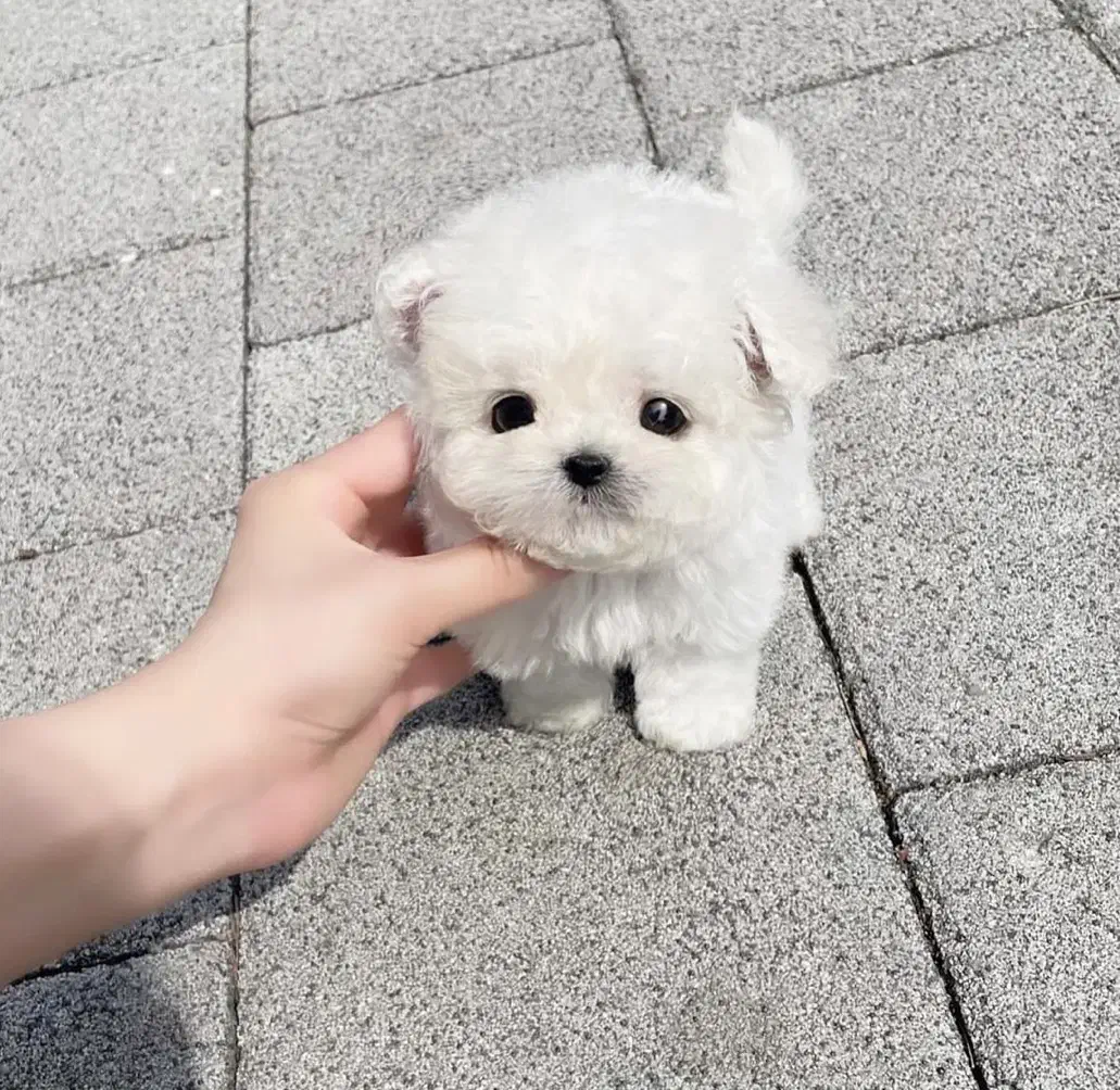 پودل کوچولو|سگ|مشهد, اقبال|دیوار