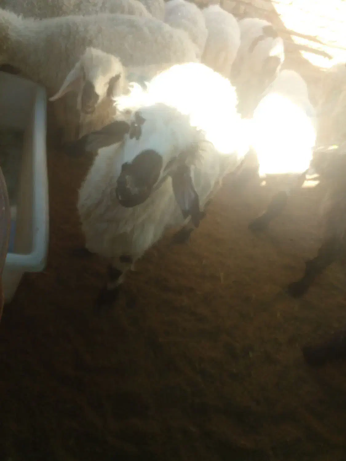 گوسفند قوچ بزرگ|حیوانات مزرعه|تیمور آباد, |دیوار