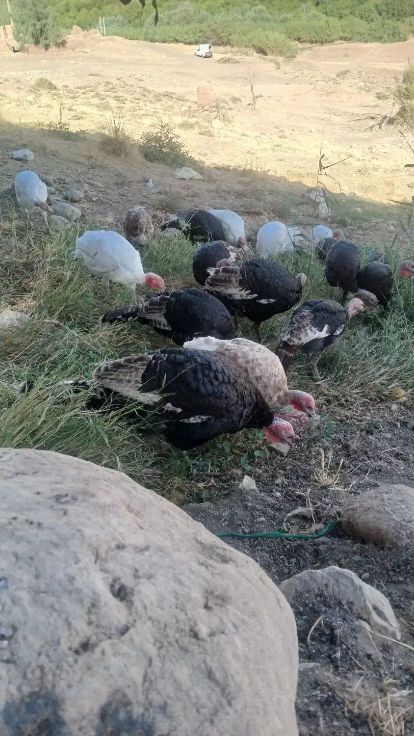 بوقلمون کوردی|حیوانات مزرعه|قصرشیرین, |دیوار