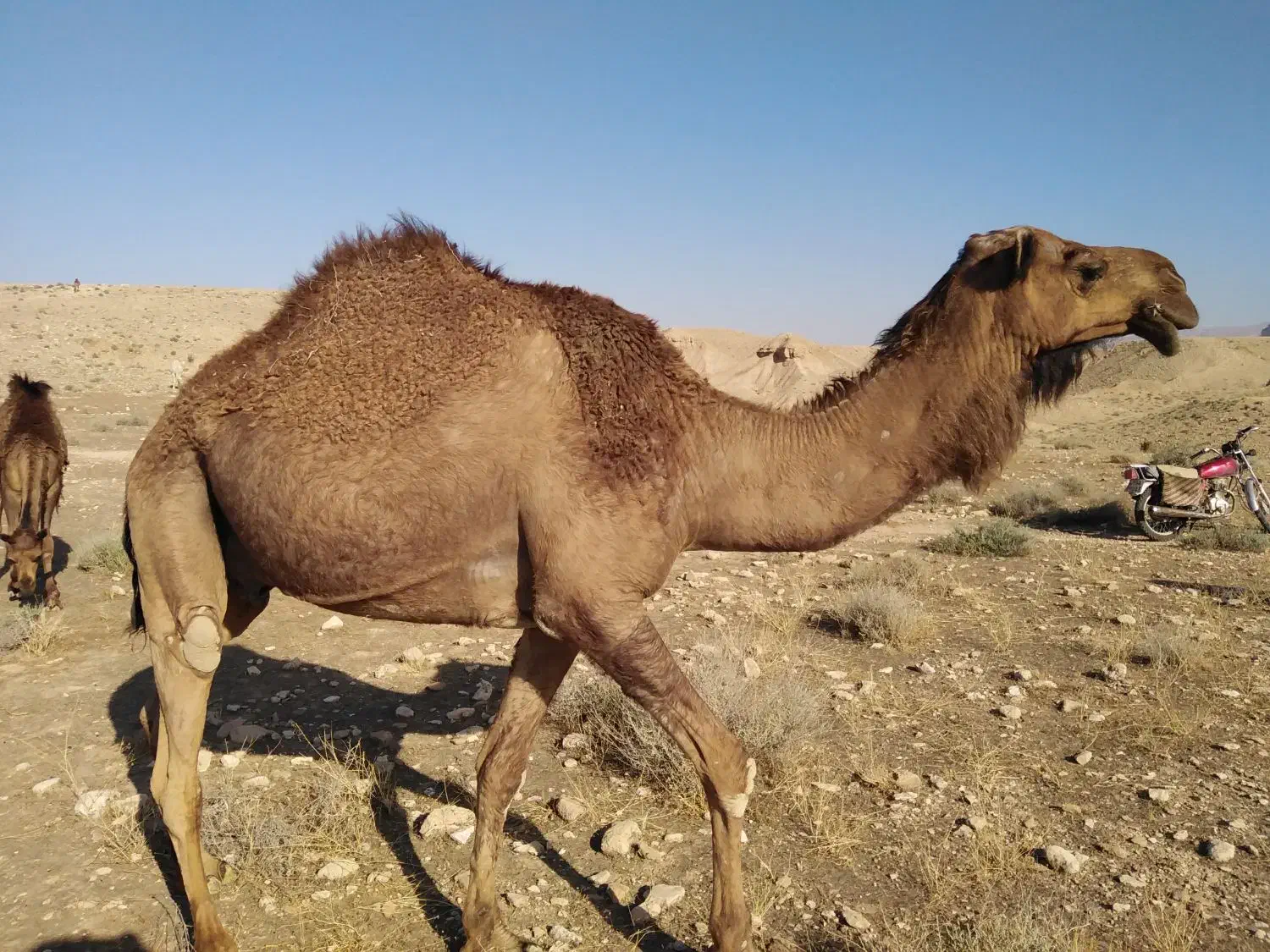 فروش شتر|حیوانات مزرعه|خور (فارس), |دیوار