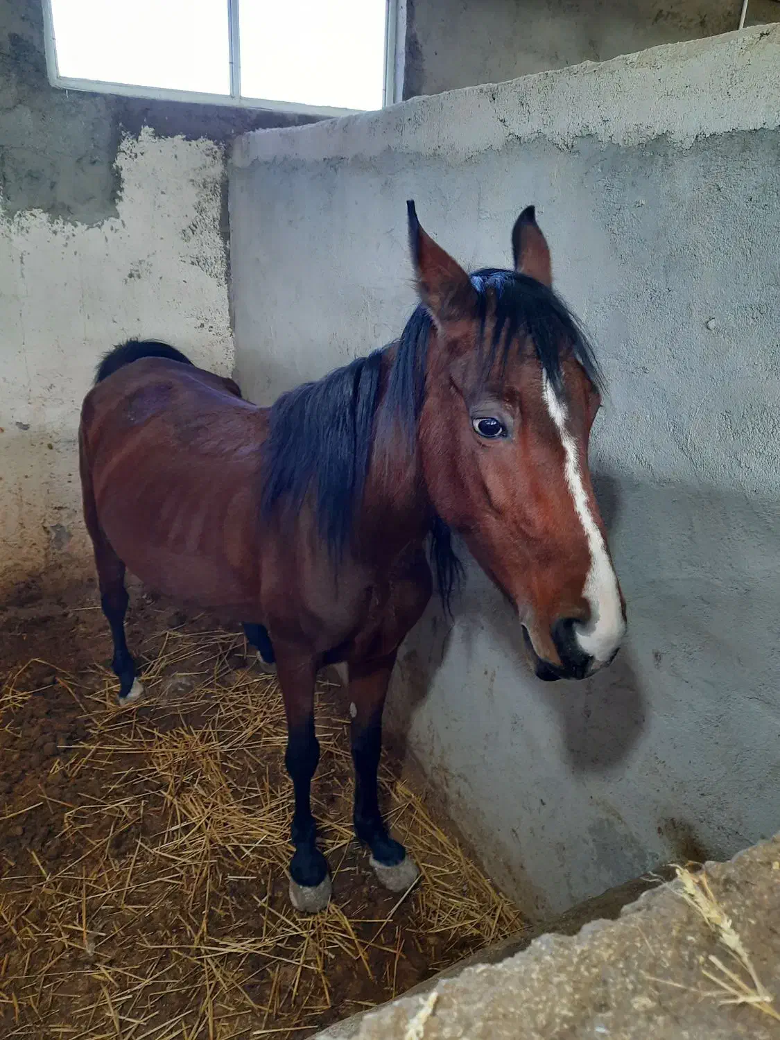 مادیان ۴ ساله کرد اصیل|اسب و تجهیزات اسبسواری|نمین, |دیوار