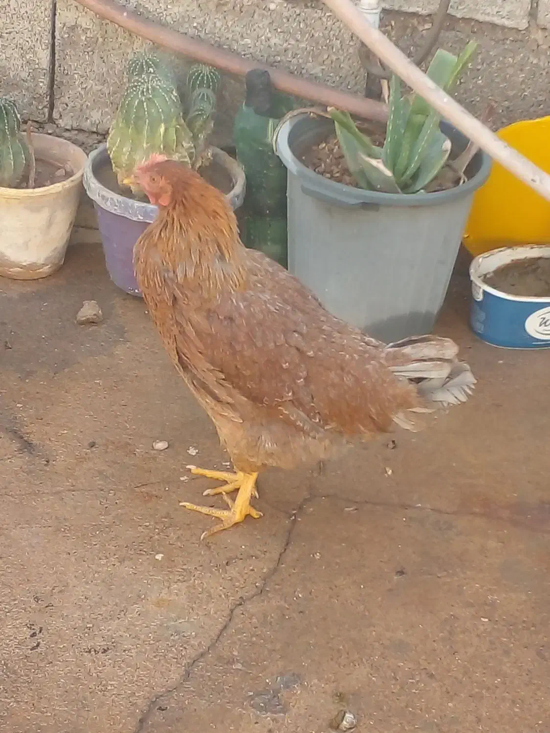 مرغ لری|حیوانات مزرعه|مسجد سلیمان, |دیوار