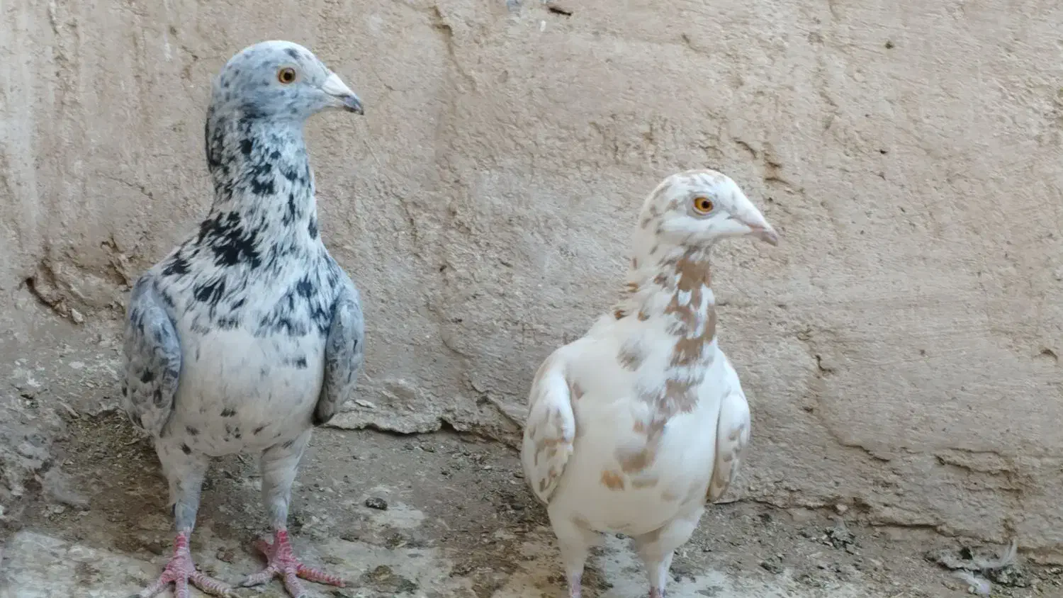 کبوتر جفتگاه|پرنده|فردوس (خراسان), |دیوار