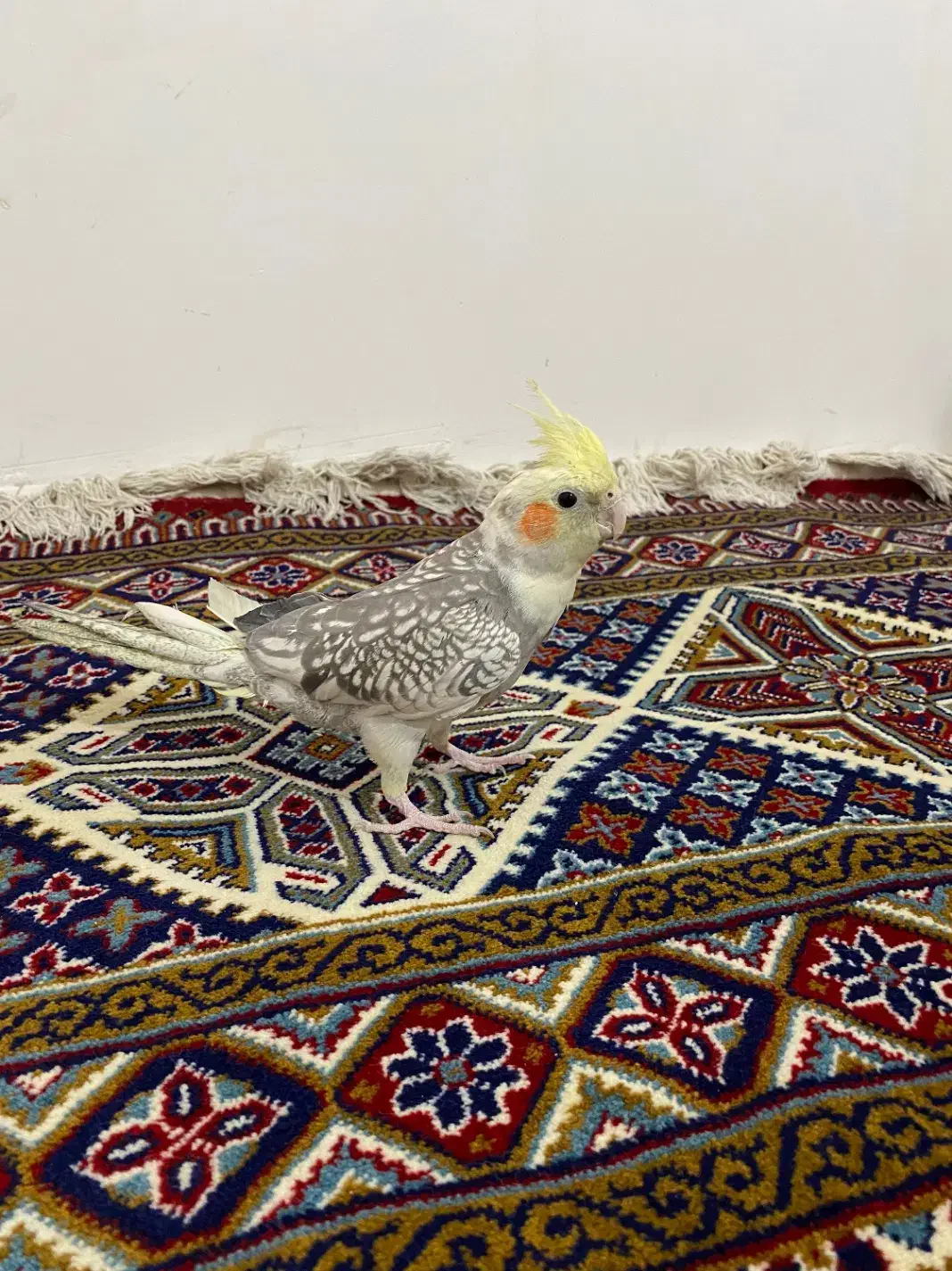 پرنده|پرنده|اصفهان, رزمندگان|دیوار