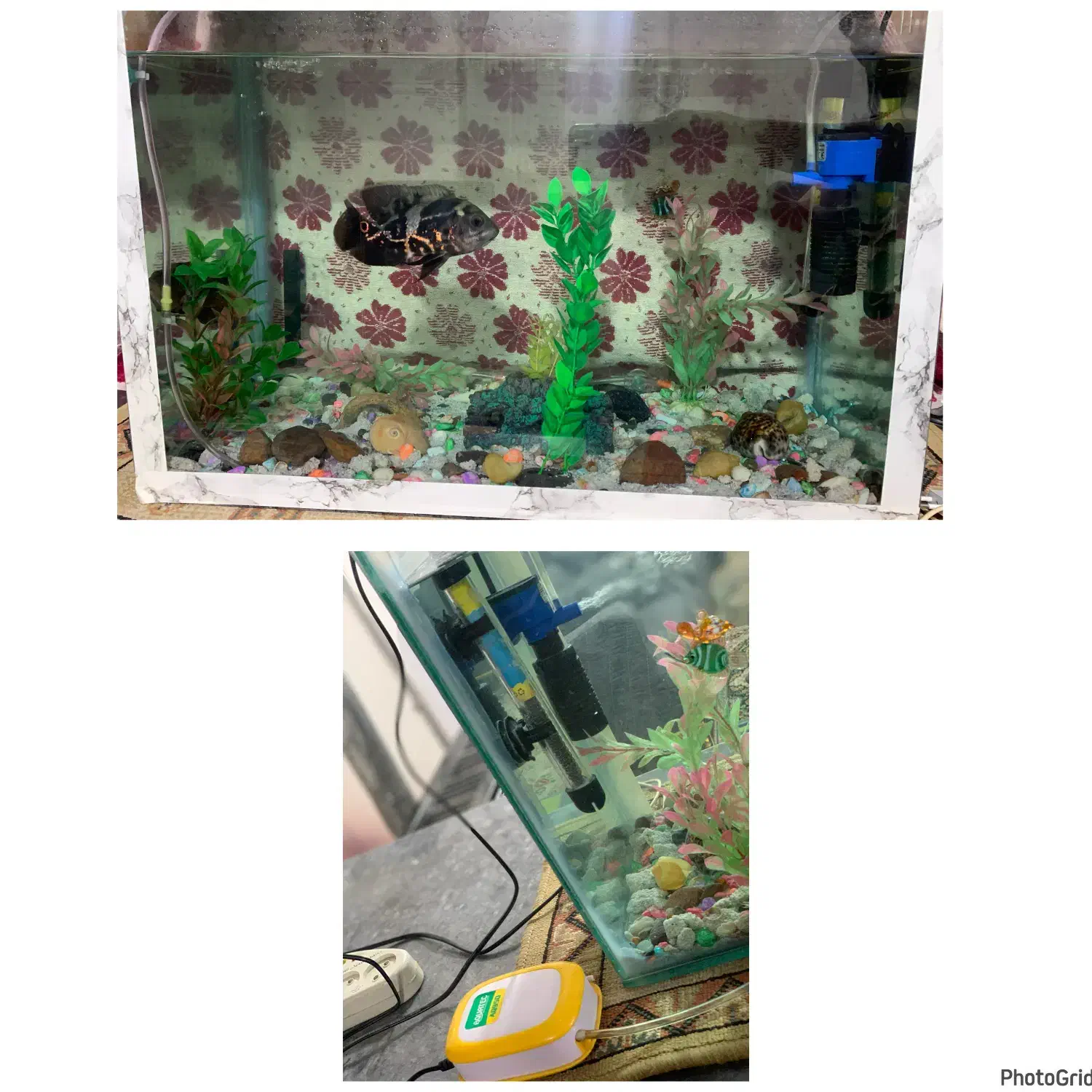 آکواریوم سالم با تمام لوازم|ماهی|بهشهر, |دیوار