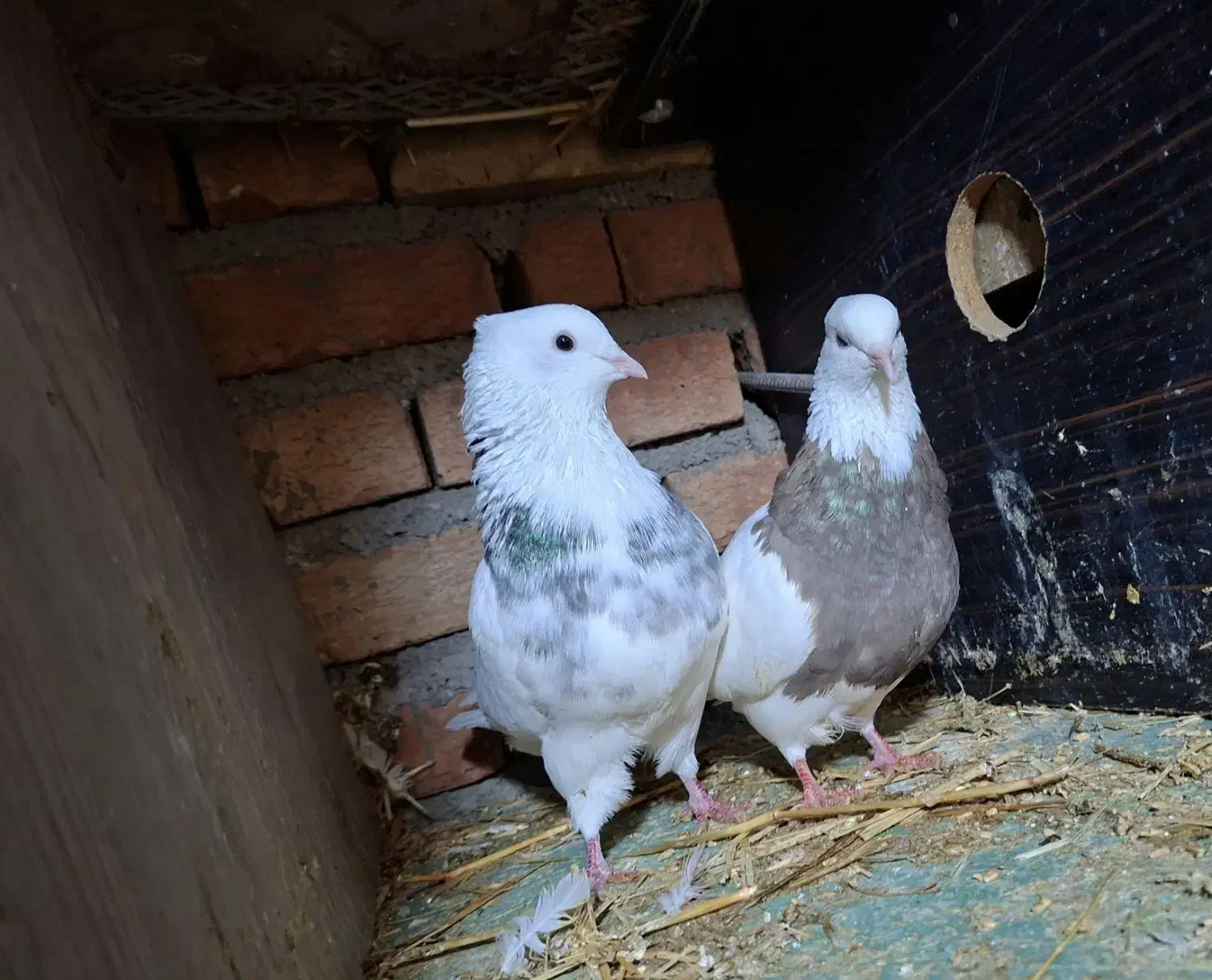 کفتر طوقی|پرنده|چرداول, |دیوار