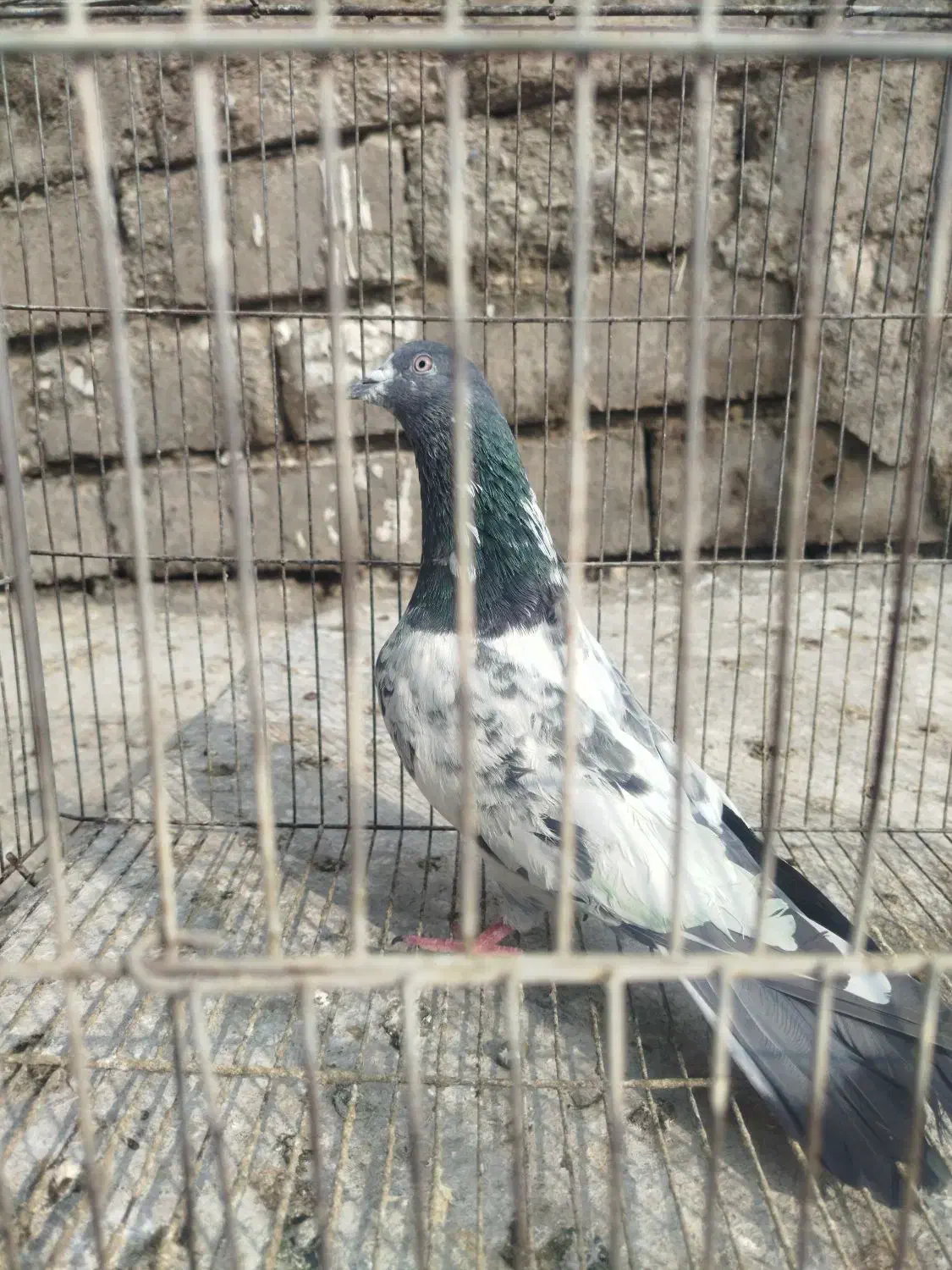 پاکستانی|پرنده|بیستون, |دیوار