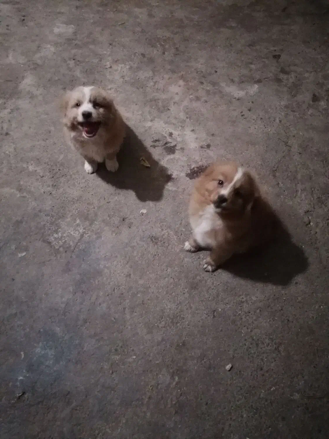 اشپیتز پامرین|سگ|گرگان, |دیوار