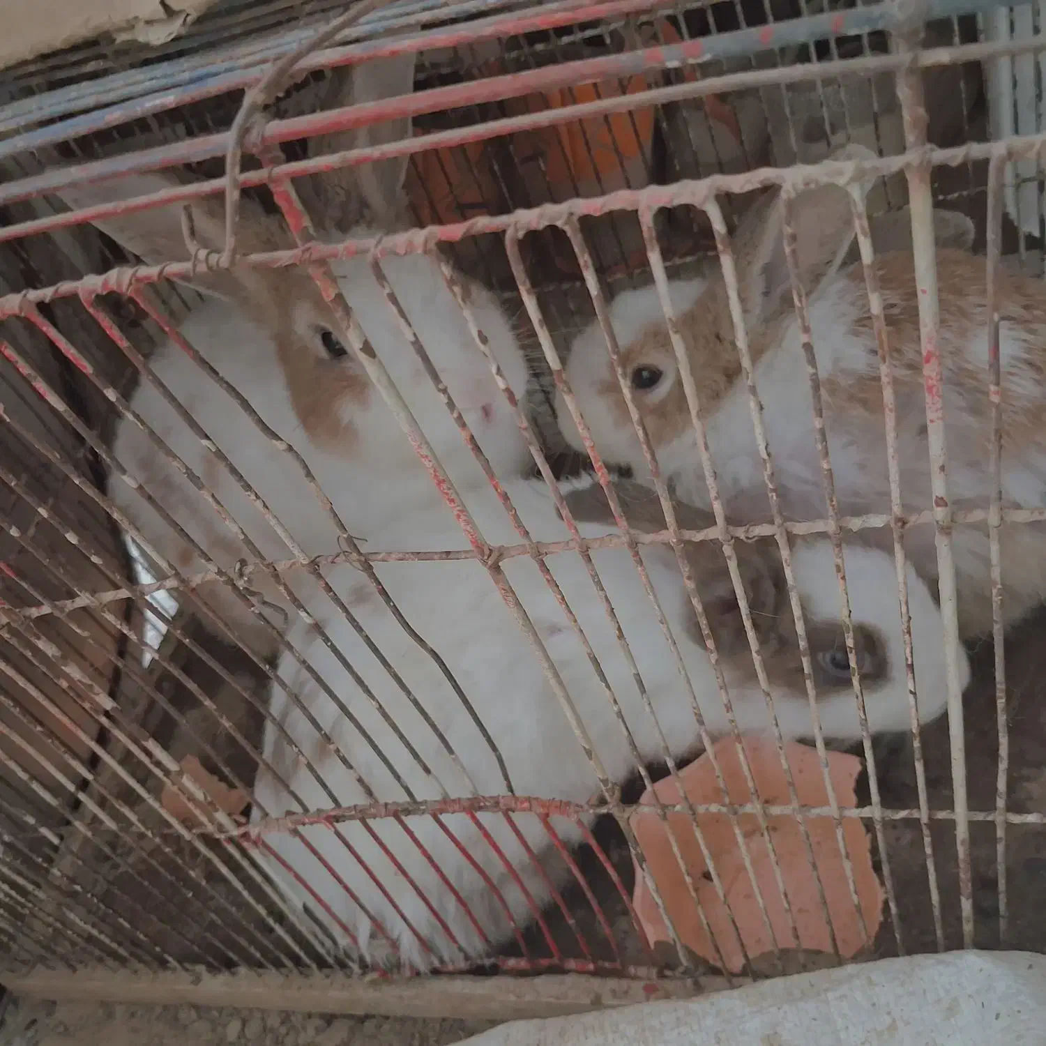 خرگوش|موش و خرگوش|نیشابور, شهرک ولیعصر|دیوار